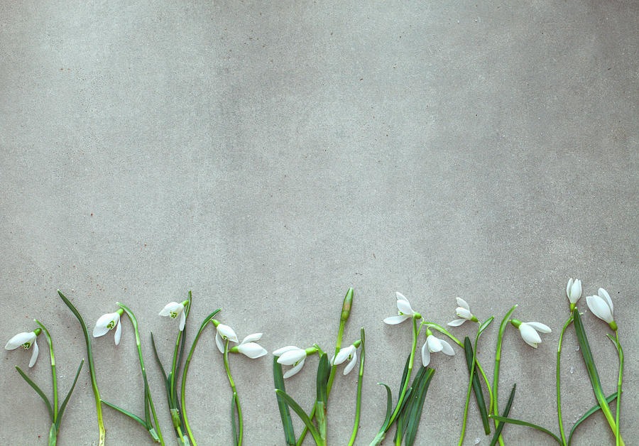 Snowdrop Flowers On Grey Background Photograph by Mythja