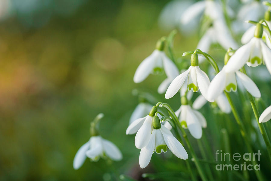Snowdrop flowers with blurred copy space Photograph by Simon Bratt