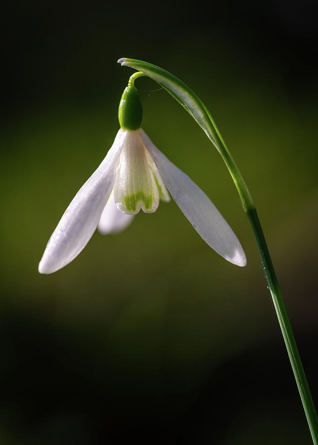 Snowdrop Photograph by Framing Places