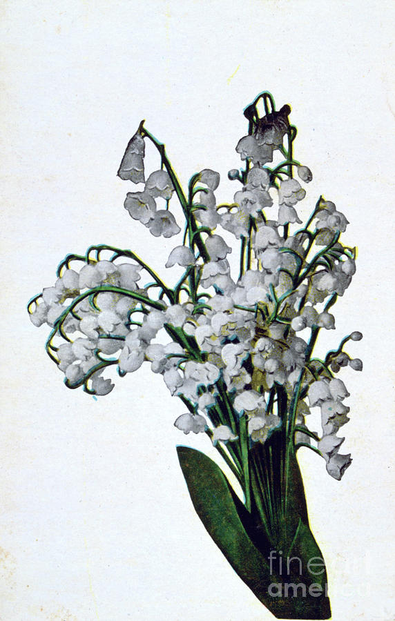 Snowdrop, French Flower Postcard, C1900 Drawing by Print Collector