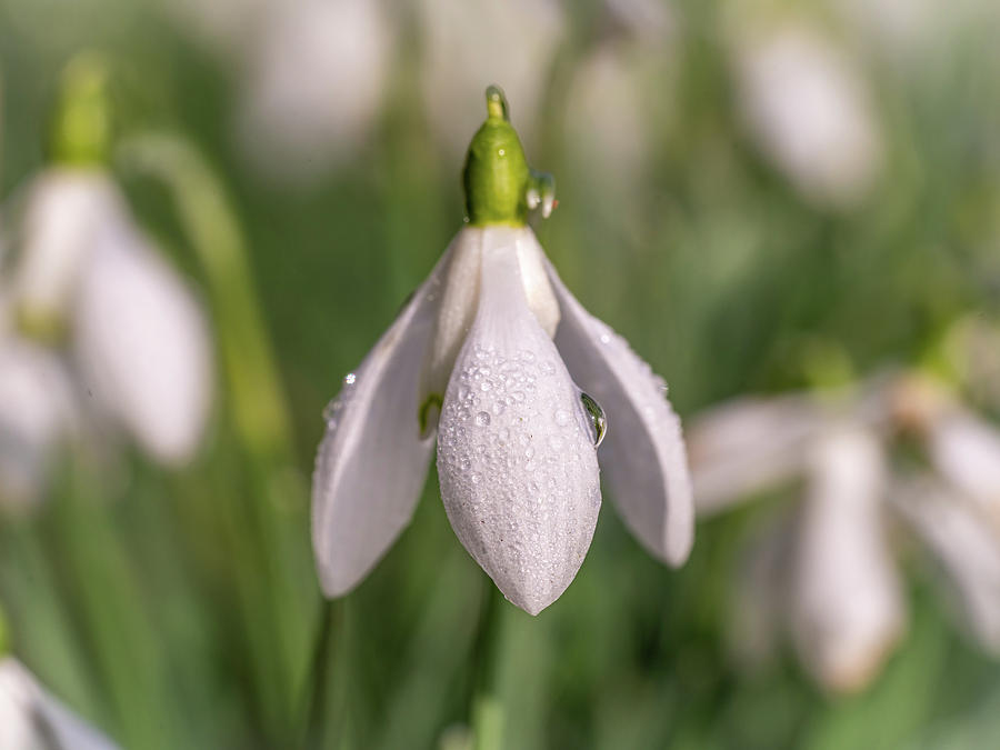 Snowdrop Head Photograph by Framing Places