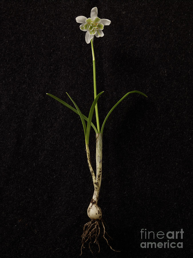 Snowdrop Plant On Black Background Photograph by William Turner