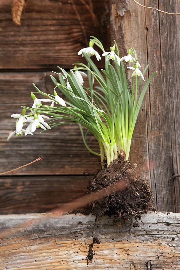 Snowdrop Plants With Root Ball And Soil Photograph by Heidi Frhlich