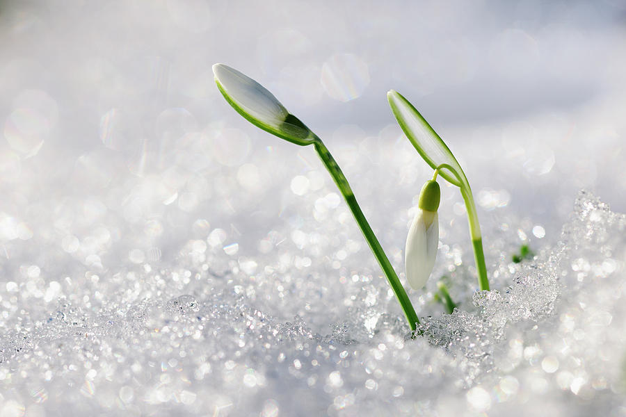 Snowdrops, A Sign Of Spring Photograph by Cornelia Doerr