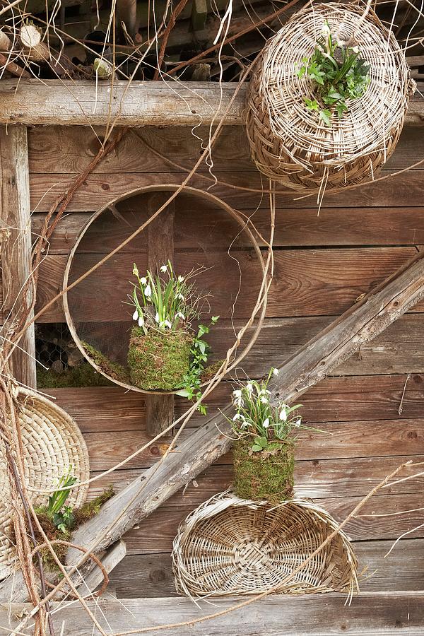 Snowdrops And Spring Snowflakes In Mossy Plant Pots Against Wooden Wall Photograph by Heidi Frhlich