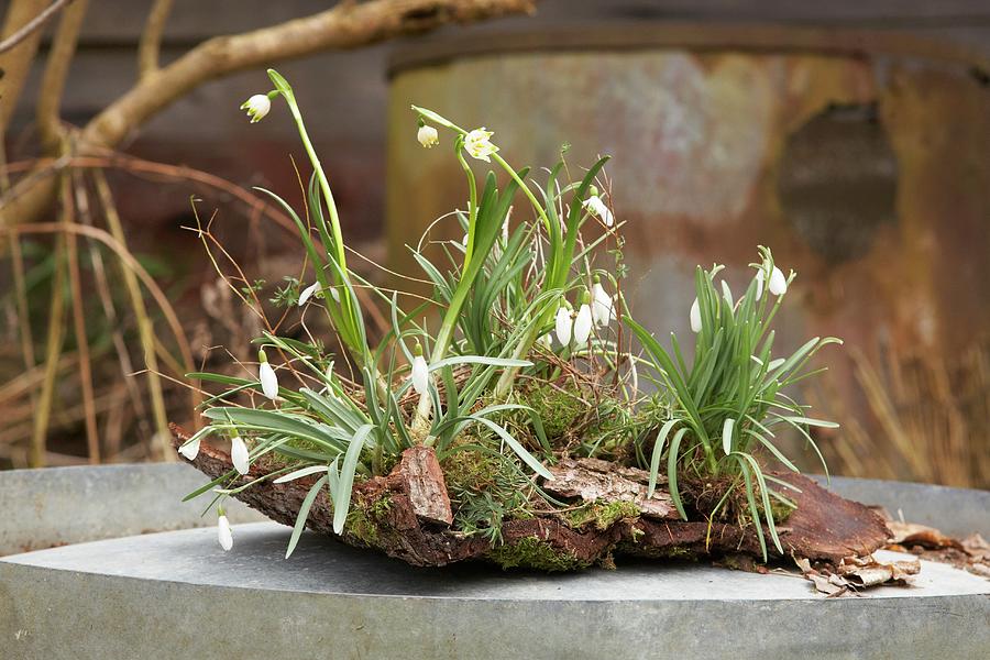Snowdrops And Spring Snowflakes Planted On Bark Photograph by Heidi Frhlich