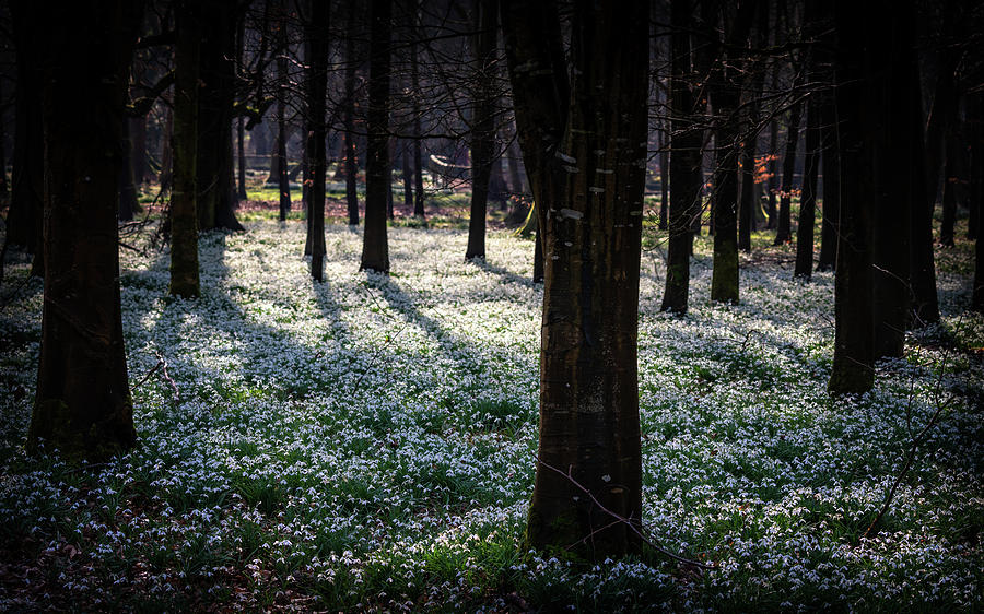 Snowdrops at Welford Photograph by Framing Places