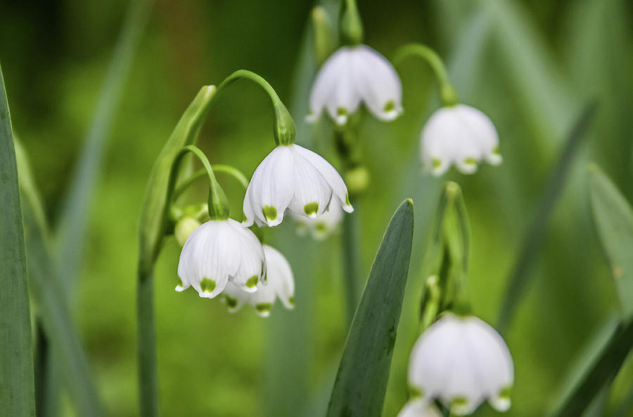 Snowdrops Photograph by Dawn Richards