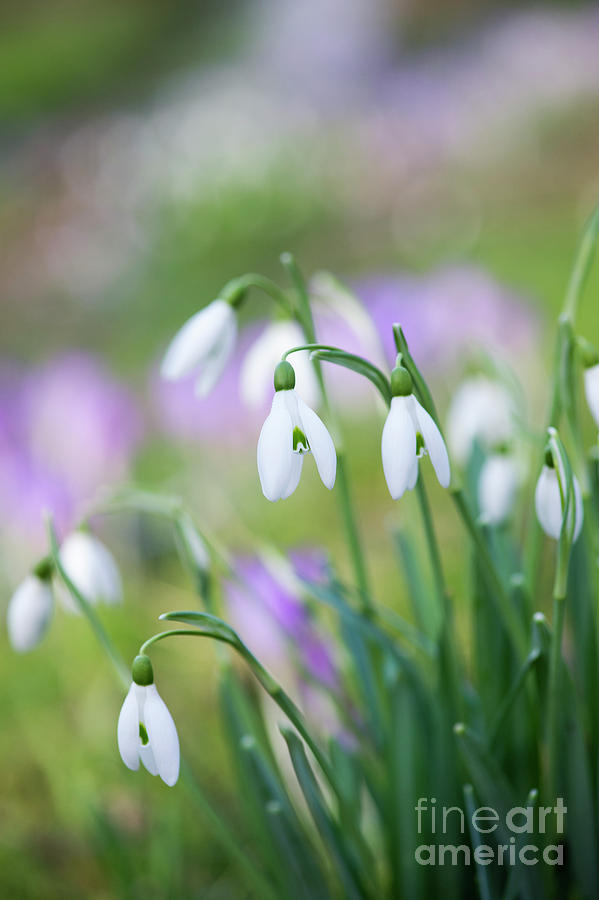 Snowdrops Flowering Photograph by Tim Gainey