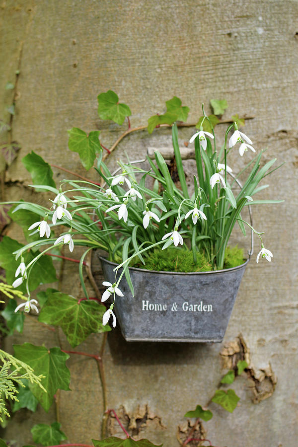 Snowdrops Hung From A Tree Trunk In A Small Zinc Basket Photograph by Angelica Linnhoff