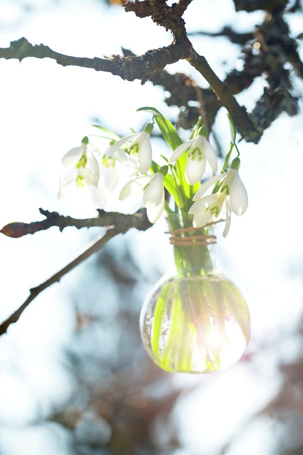 Snowdrops In A Glass Vase Hanging From A Twig Photograph by Sabine Lscher