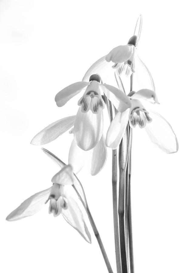 Snowdrops In Black And White Photograph by Anne Ponsen