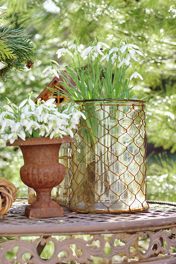Snowdrops In Urn And Glass Vase On Garden Table Photograph by Angelica Linnhoff