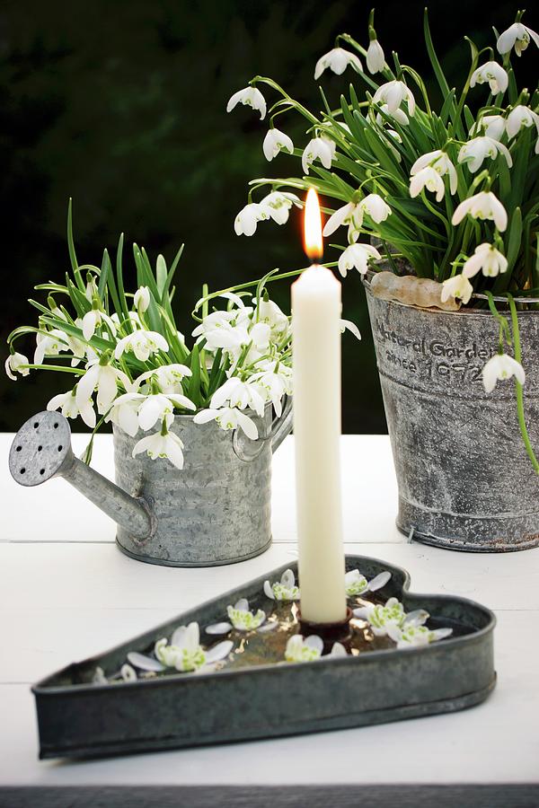Snowdrops In Various Zinc Containers Photograph by Angelica Linnhoff