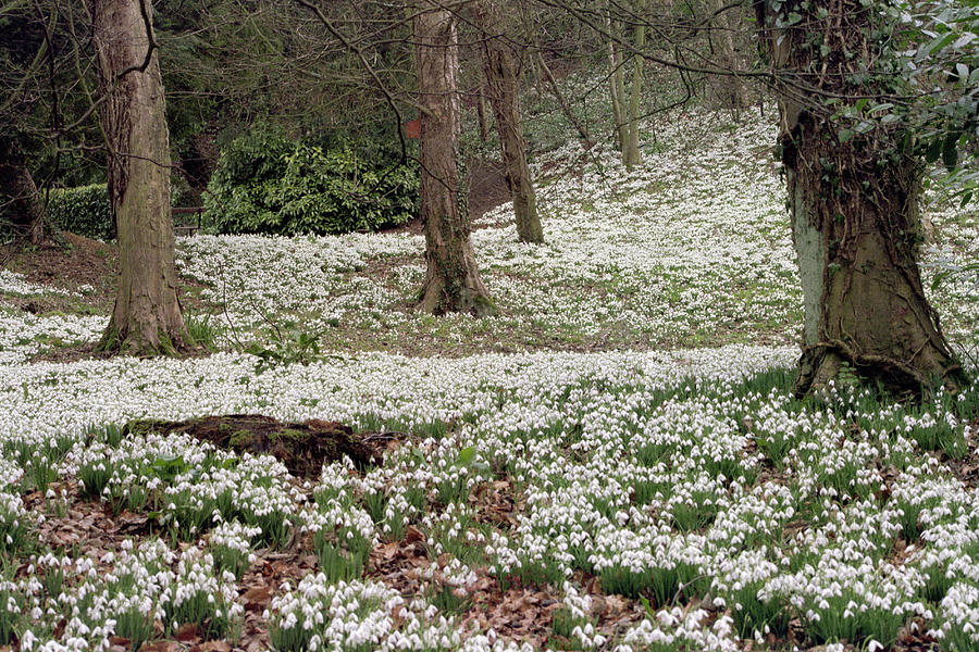 Snowdrops in woodland Photograph by Seeables Visual Arts