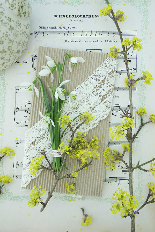 Snowdrops On Handmade Greetings Card With Lace Ribbon And Twig Of Cornelian Cherry On Sheet Music Photograph by Martina Schindler