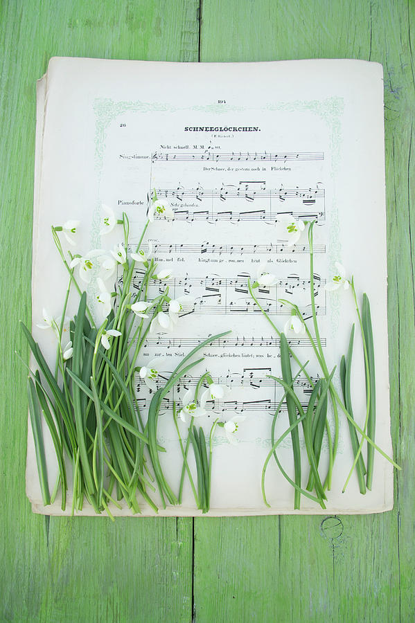 Snowdrops On Sheet Music Photograph by Martina Schindler