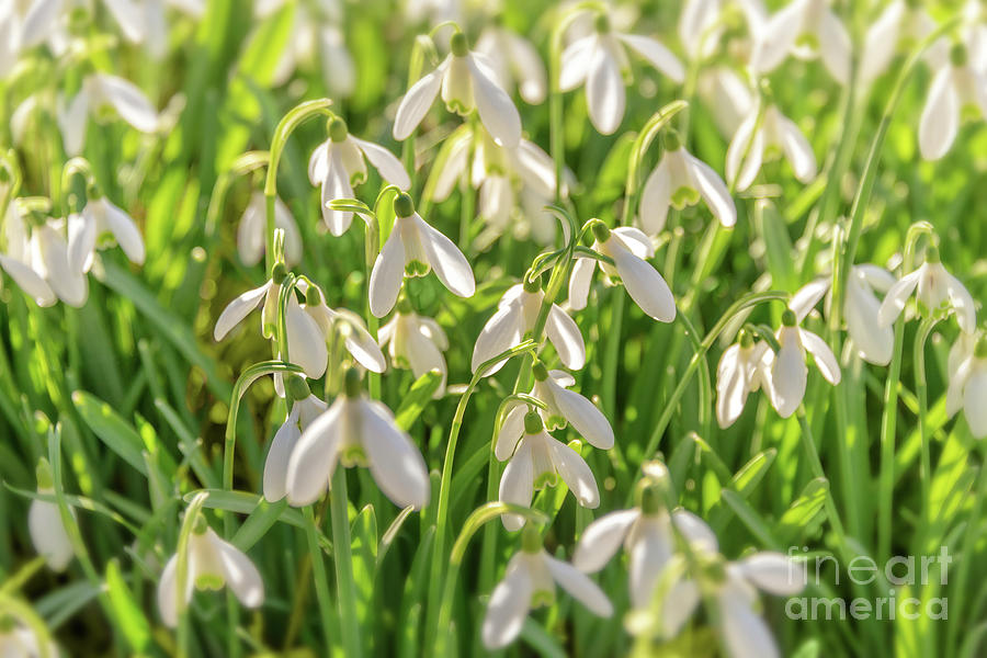 Snowdrops, sign of spring Photograph by Delphimages Photo Creations