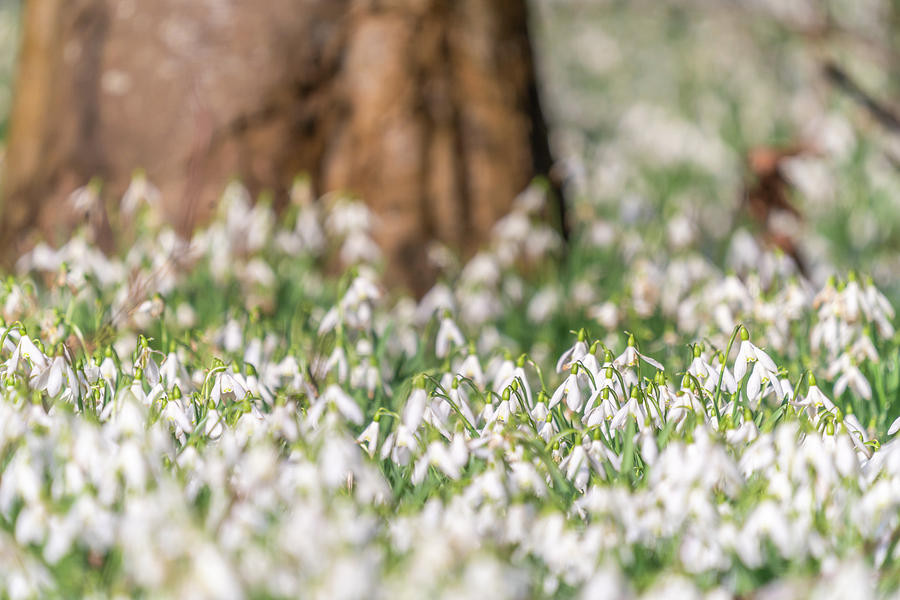 Snowdrops under the Tree Photograph by Framing Places