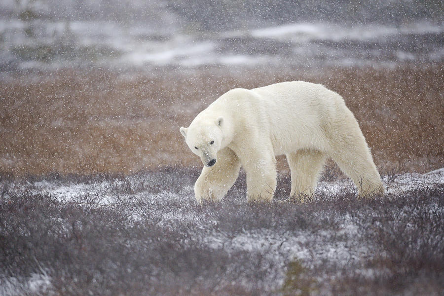 Polar Bear Photograph - Snowfall by Marco Pozzi
