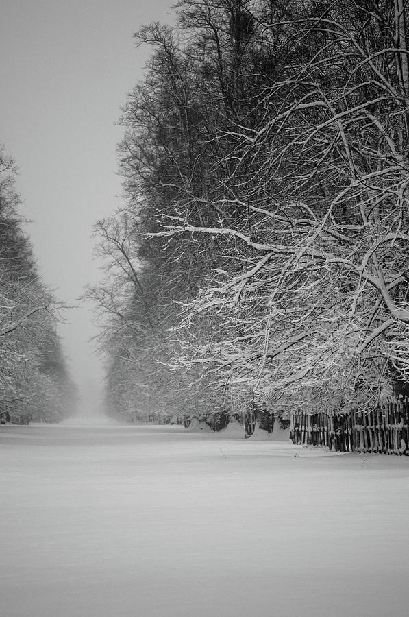 Snowfall Photograph by Matthew Piper