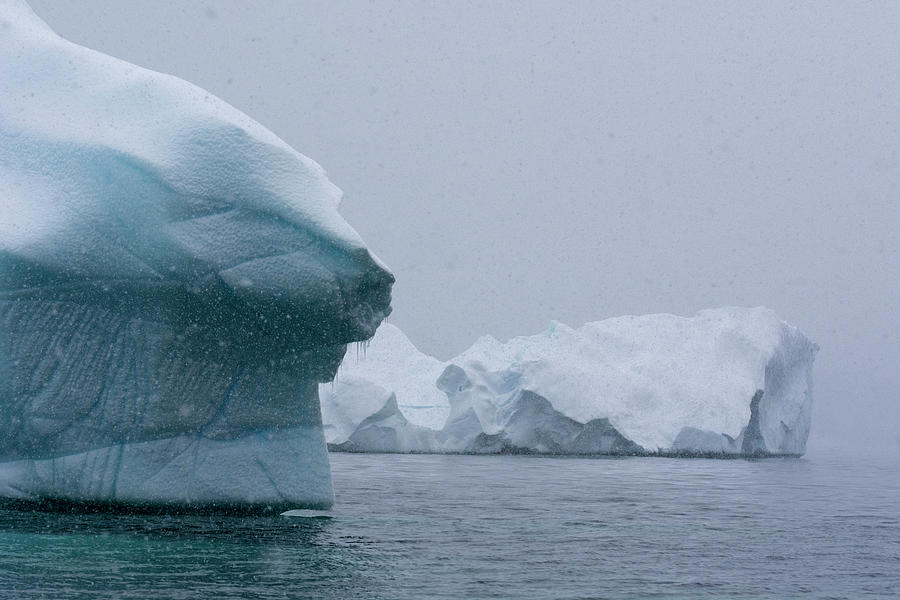 Snowfall Over Icebergs In Portal Point, Antarctica Digital Art by Delta ...