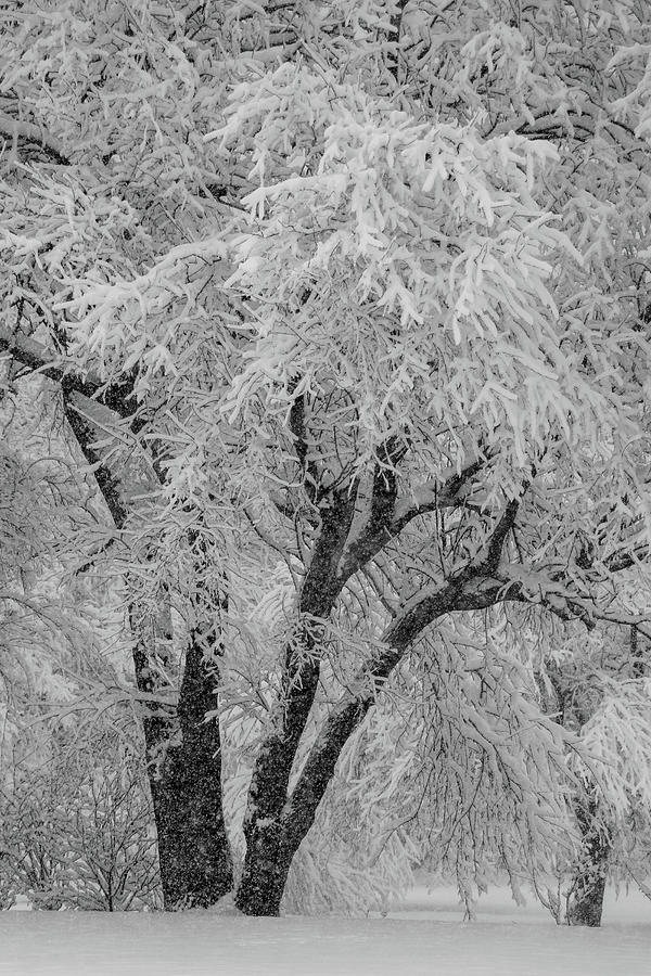 Snowfall Scene Photograph by Mary Anne Delgado