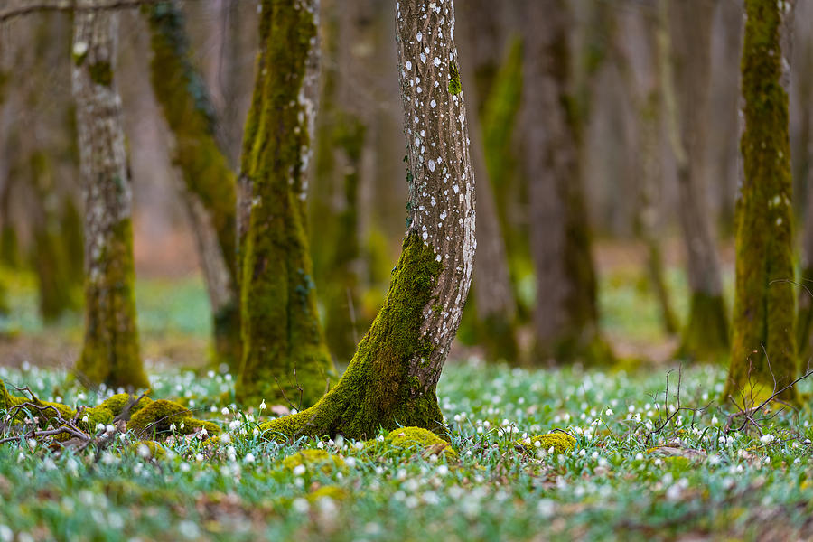Snowflake Forest Photograph by Bjoern Alicke