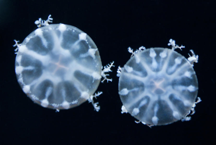 Snowflake Jellyfish Photograph by Daniela Duncan