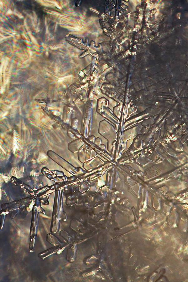 Snowflake lit by the sinking sun Photograph by Intensivelight