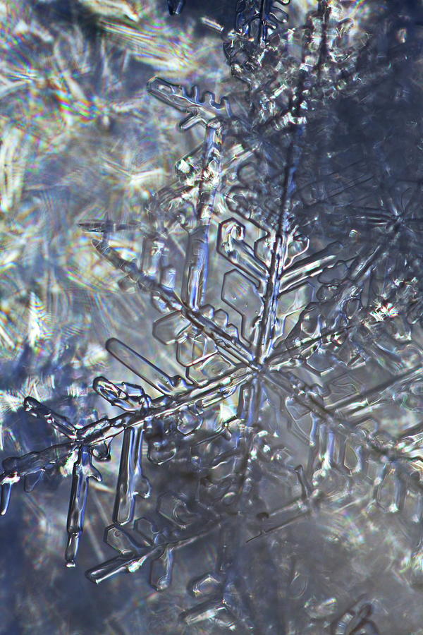 Snowflake lit by the sun Photograph by Intensivelight