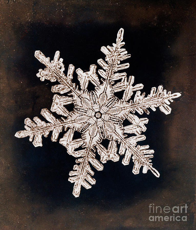 Snowflake Photograph by Metropolitan Museum Of Art/science Photo Library