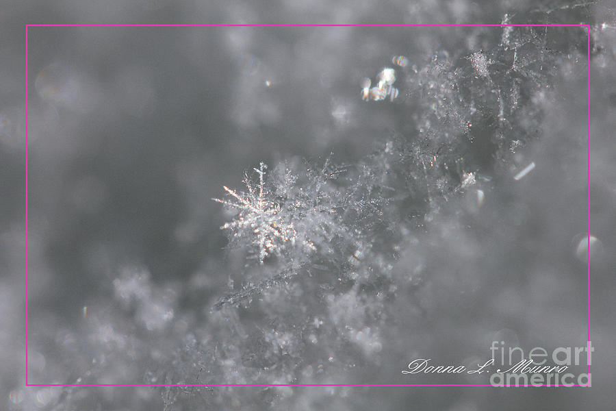 Snowflake Pink Border Photograph by Donna L Munro