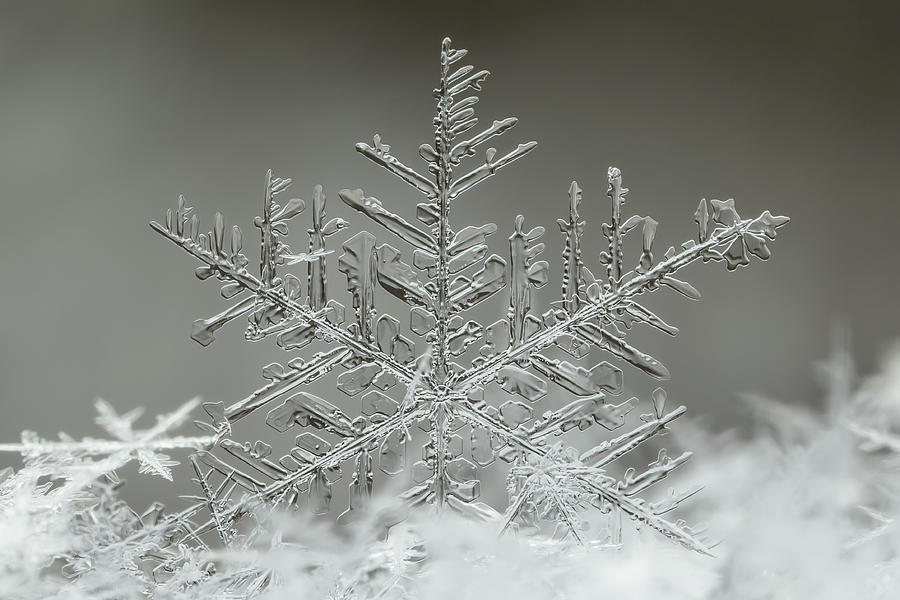 Black And White Photograph - Snowflake by Tsolmon Naidandorj