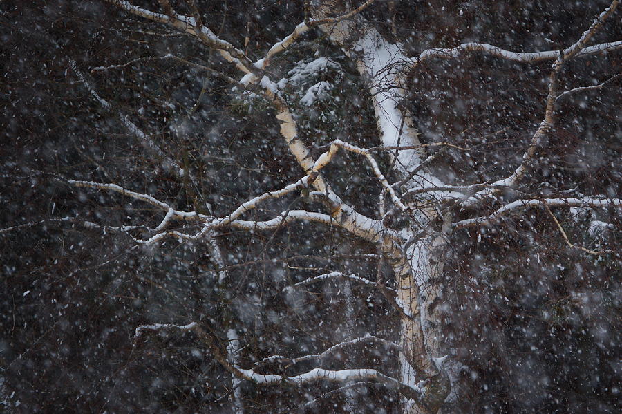 Snowflakes are falling thick, covering a birch tree in a winter forest Photograph by Ulrich Kunst And Bettina Scheidulin