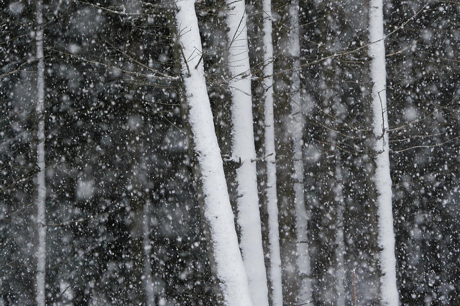 Snowflakes Are Tunmbling Down, Covering The Trunks Of Pine Trees In A Winter Forest Photograph