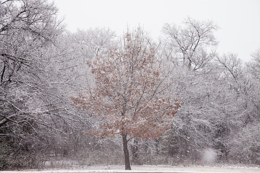 Snowflakes Softly Fall Photograph by Toni Hopper