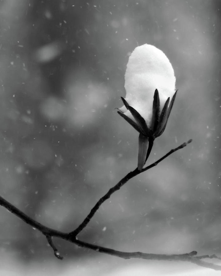Snowflower Photograph