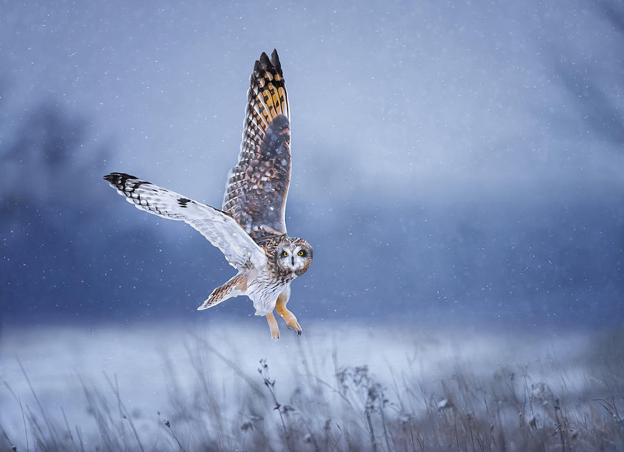 Wildlife Photograph - Snowing Day by Tao Huang