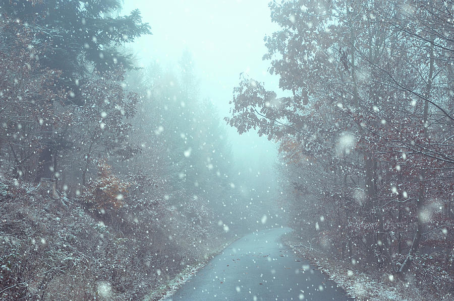 Snowing in Misty Woods Photograph by Jenny Rainbow