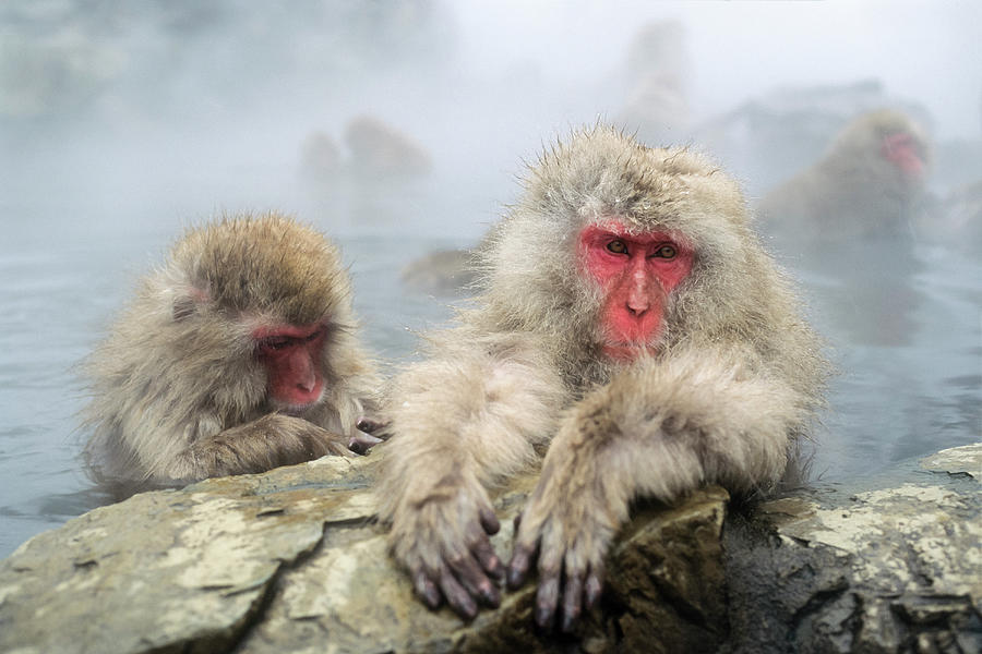 Snowmonkeys, Japanese Macaques In Hot Spring Grooming, Macaca Fuscata ...