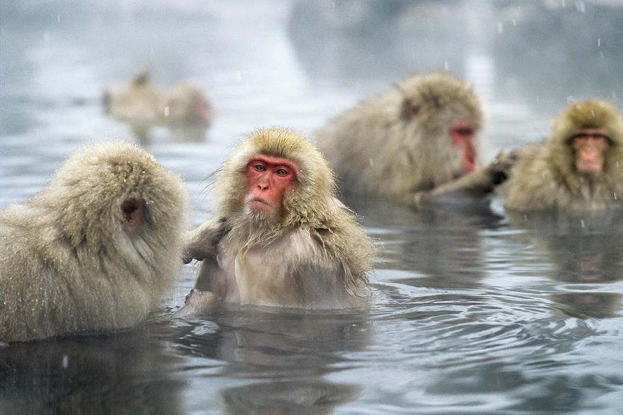 Snowmonkeys, Japanese Macaques In Hot Spring, Macaca Fuscata, Japanese ...