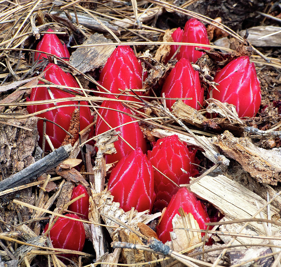 Snowplant by Martin Gollery Snowplant by Martin Gollery