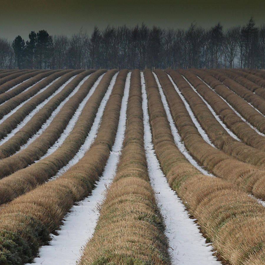 Snowshill Lavender Farm Cotswolds Photograph by Andrew Lockie