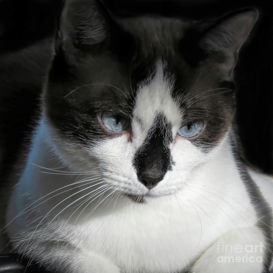 Snowshoe Cat Portrait Photograph By Elisabeth Lucas