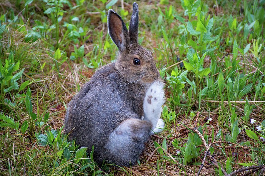 Snowshoe Hare Photograph by Joan Septembre