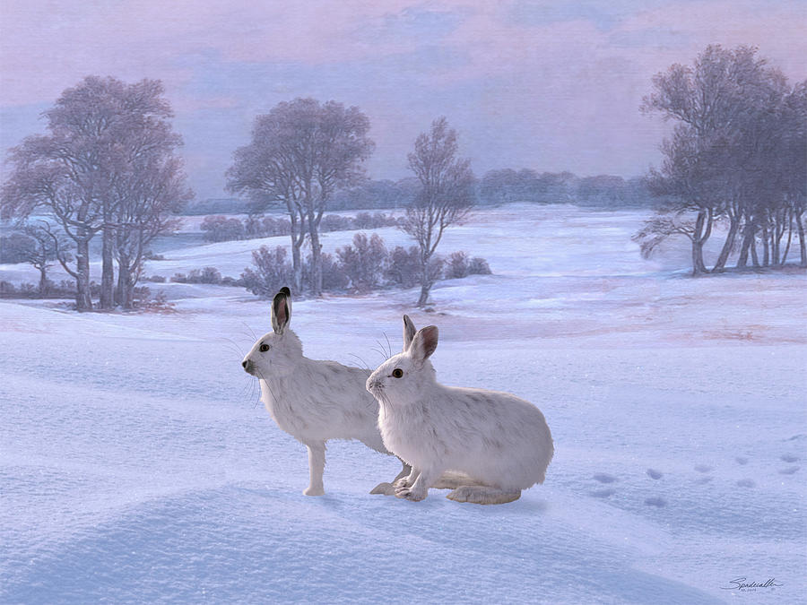 Snowshoe Hares Digital Art by M Spadecaller