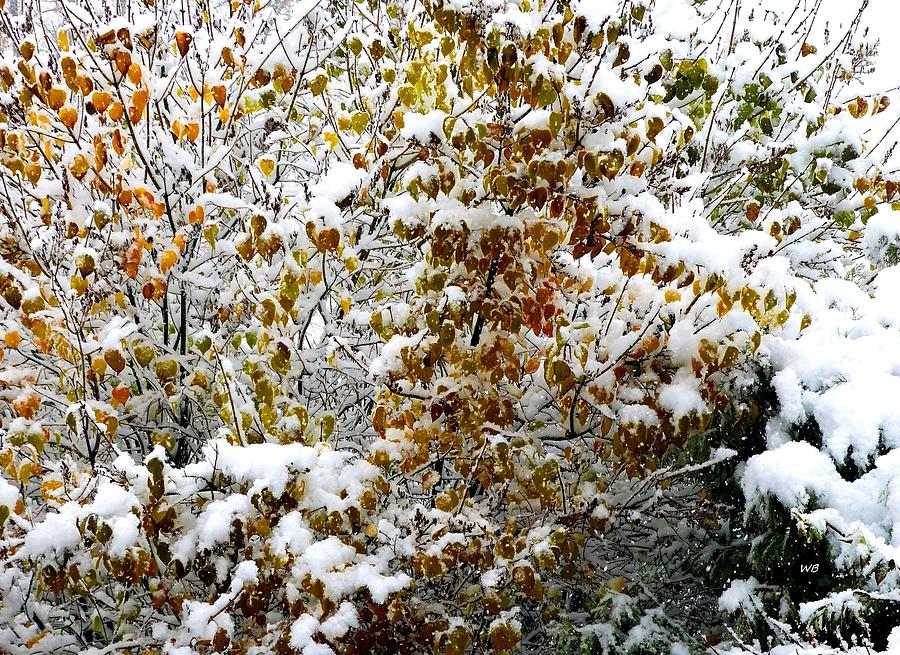 Snowy Autumn Lilac Photograph by Will Borden