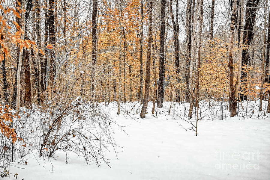 Snowy Backyard by James Foshee Snowy Backyard by James Foshee