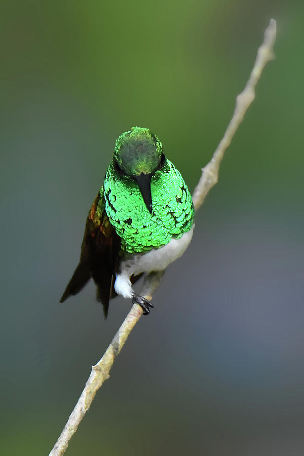 Snowy-bellied Hummingbird Photograph by Alan Lenk